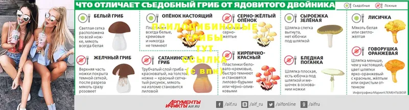 Галлюциногенные грибы Psilocybine cubensis  Красноуральск 